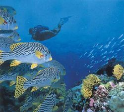 Mozambique Travel - Bazaruto Diving and Snorkelling